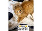 Tails, Domestic Longhair For Adoption In Bridgewater, New Jersey