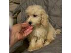 Maltipoo Puppy for sale in Raleigh, NC, USA