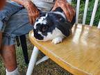 Domino, Lop-eared For Adoption In Melbourne, Florida