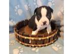Boston Terrier Puppy for sale in Clintonville, WI, USA