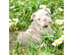 Bulldog Puppy for sale in Pine Bush, NY, USA