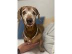 Dottie, Dachshund For Adoption In Weston, Florida