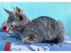 Beans, Domestic Shorthair For Adoption In Maywood, Illinois