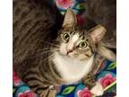 Parker, Domestic Shorthair For Adoption In O'fallon, Missouri