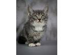 Mittens, Domestic Shorthair For Adoption In Cornersville, Tennessee