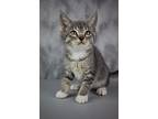 Gloves, Domestic Shorthair For Adoption In Cornersville, Tennessee