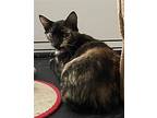 Catgirl, Domestic Shorthair For Adoption In O'fallon, Missouri