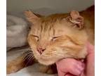 Jack, Tabby For Adoption In Hawthorne, California