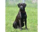 Mugsy, Labrador Retriever For Adoption In Orillia, Ontario