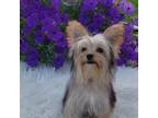 Yorkshire Terrier Puppy for sale in Windyville, MO, USA