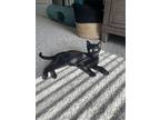 Maleficent, Domestic Shorthair For Adoption In Rosenberg, Texas