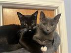 Donna's 3 Adorable Siblings, Domestic Mediumhair For Adoption In Hillsboro