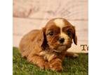 Cavalier King Charles Spaniel Puppy for sale in Maurice, IA, USA