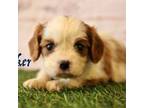 Cavalier King Charles Spaniel Puppy for sale in Maurice, IA, USA