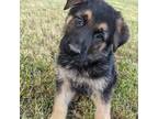 German Shepherd Dog Puppy for sale in Walkerton, IN, USA