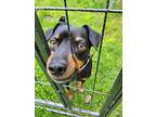 Scooby Doo, Miniature Pinscher For Adoption In Deerfield, Wisconsin