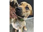 Chance, Labrador Retriever For Adoption In Osgood, Indiana