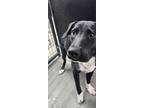 Mister Bubbles : Bubbles, Labrador Retriever For Adoption In Osgood, Indiana