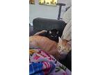 Ginger (7800), Domestic Shorthair For Adoption In Tampa, Florida