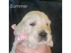 Golden Retriever Puppy for sale in Hubertus, WI, USA