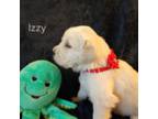 Golden Retriever Puppy for sale in Hubertus, WI, USA