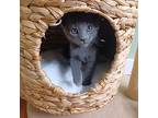 Burton, Domestic Shorthair For Adoption In Pawtucket, Rhode Island