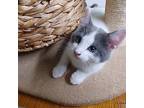 Taylor, Domestic Shorthair For Adoption In Pawtucket, Rhode Island