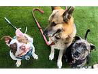 Tito, American Staffordshire Terrier For Adoption In San Jose, California