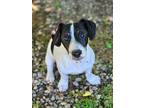 Roscoe, Jack Russell Terrier For Adoption In Bear, Delaware
