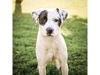 Sheldon, American Pit Bull Terrier For Adoption In Merriam, Kansas