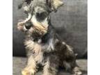 Schnauzer (Miniature) Puppy for sale in Jefferson, OR, USA