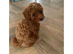 Cavapoo Puppy for sale in Shingle Springs, CA, USA
