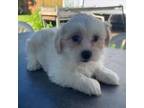 Maltipoo Puppy for sale in Malta, IL, USA