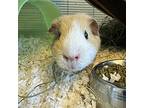 Nick And Kevin, Guinea Pig For Adoption In Burlingame, California