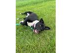 Nitro, American Pit Bull Terrier For Adoption In Lagrange, Indiana