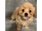 Mutt Puppy for sale in Thomaston, GA, USA
