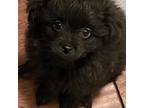 Mutt Puppy for sale in Thomaston, GA, USA