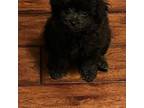 Mutt Puppy for sale in Thomaston, GA, USA