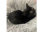 Spooky, Domestic Shorthair For Adoption In Parlier, California