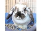 43469 - Bonnie, Mini Lop For Adoption In Ellicott City, Maryland