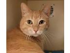 Tanner, Domestic Shorthair For Adoption In Silverdale, Washington