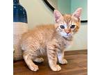 Finch, Domestic Shorthair For Adoption In Youngsville, North Carolina