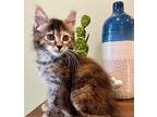 Wren, Domestic Mediumhair For Adoption In Youngsville, North Carolina