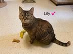Lily, Domestic Shorthair For Adoption In Medway, Massachusetts