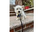 Bubble, Westie, West Highland White Terrier For Adoption In Long Island City