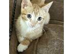 Tippy #bonded-to-sophie, Domestic Shorthair For Adoption In Houston, Texas