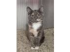 Beatriz, Domestic Shorthair For Adoption In Rockford, Illinois