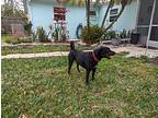 Dudley (doodie), Manchester Terrier For Adoption In Seminole, Florida