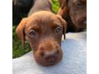 Labrador Retriever Puppy for sale in Morristown, TN, USA