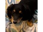 Dachshund Puppy for sale in Crossville, TN, USA